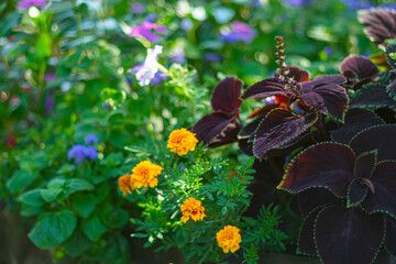 : Beautiful bright summer flowers on a flowerbed in the park.