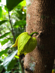 
Soursop flowers just starting to bloom
