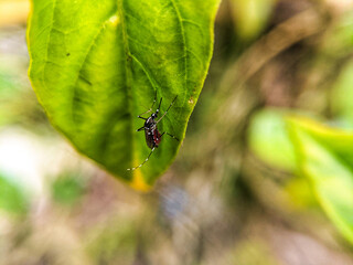 Mosquitoes that have sucked blood and landed on leaves