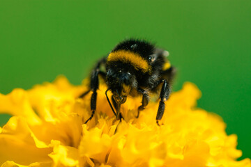 A small bumblebee collects nectar and pollen from a yellow flower
