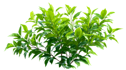 Lush green plant with large glossy leaves and thin brown stems isolated on white