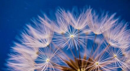 Fototapeta premium Ethereal Seed Parachutes Radiating Like Starbursts Against a Cobalt Sky