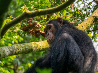 A bit boring here. A chimpanzee photographed in Kyambura Gorge.