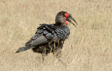 bucorve du Sud, grand calao terrestre, bucorvus leadbeateri, Southern Ground Hornbill, Afrique de l'Est