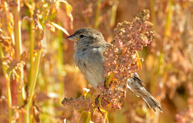 moineau domestique, Passer domesticus, House Sparrow, Chenopodium quinoa, variete Temuko, Riz des Incas, Quinoa