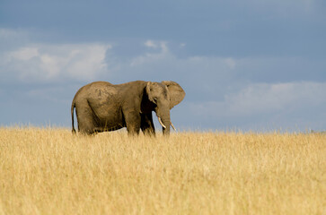 Obraz premium Éléphant d'Afrique, Loxodonta africana, Réserve de Masai Mara, Kenya