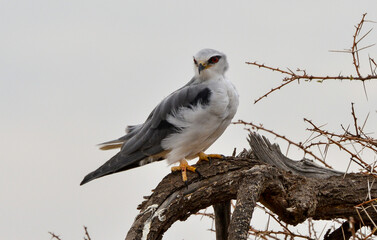 Elanion blanc, Elanus caeruleus, Black winged Kite