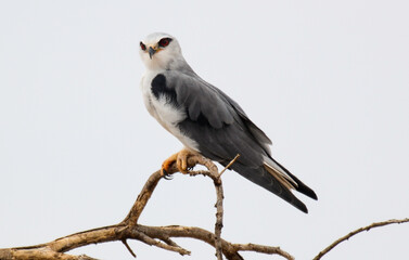 Elanion blanc, 
Elanus caeruleus, Black winged Kite