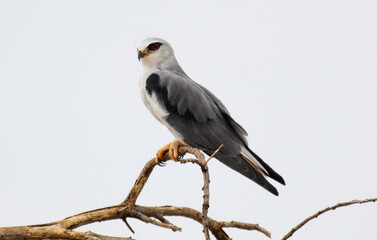 Elanion blanc, Elanus caeruleus, Black winged Kite