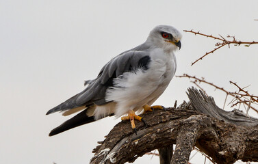 Elanion blanc, Elanus caeruleus, Black winged Kite