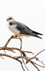 Elanion blanc, Elanus caeruleus, Black winged Kite