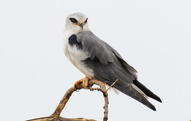 Elanion blanc, Elanus caeruleus, Black winged Kite