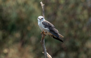 Elanion blanc, Elanus caeruleus, Black winged Kite