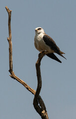 Elanion blanc, Elanus caeruleus, Black winged Kite