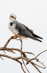 Elanion blanc, Elanus caeruleus, Black winged Kite