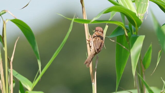 Sparrow with a Grasshopper on a Bamboo Stem