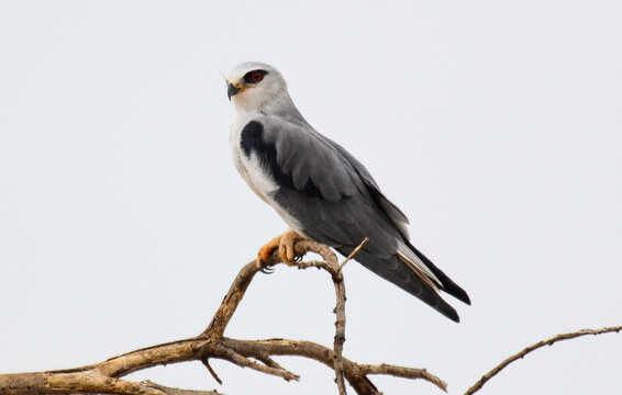 Elanion blanc, Elanus caeruleus, Black winged Kite