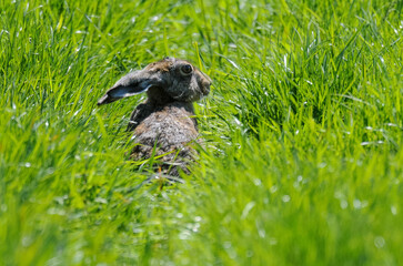 Lièvre d’Europe, Lepus europaeus,