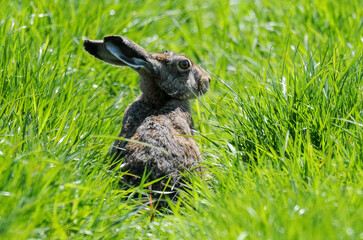 Lièvre d’Europe, Lepus europaeus,
