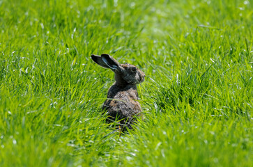 Lièvre d’Europe, Lepus europaeus,