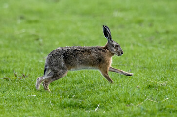 Lièvre d’Europe, Lepus europaeus,