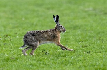 Li&egrave;vre d&rsquo;Europe, Lepus europaeus,