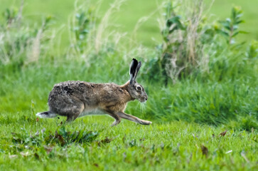 Lièvre d’Europe, Lepus europaeus,