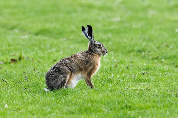 Lièvre d’Europe, Lepus europaeus,