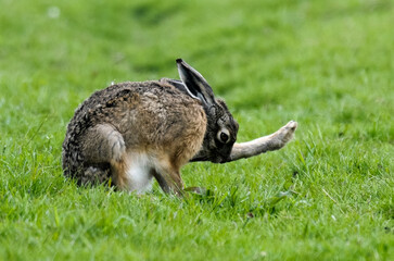 Lièvre d’Europe, Lepus europaeus,