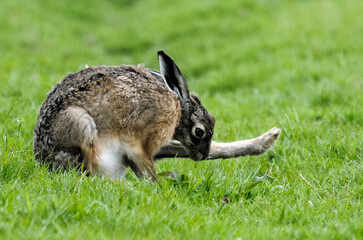 Lièvre d’Europe, Lepus europaeus,