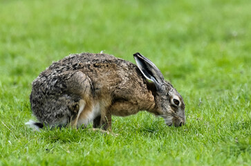 Lièvre d’Europe, Lepus europaeus,
