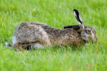 Lièvre d’Europe, Lepus europaeus,