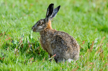 Lièvre d’Europe, Lepus europaeus,