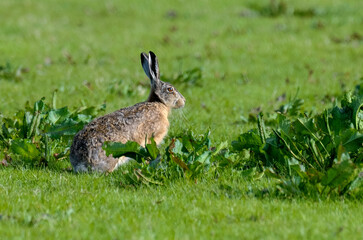 Lièvre d’Europe, Lepus europaeus,