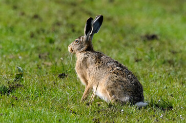 Lièvre d’Europe, Lepus europaeus,
