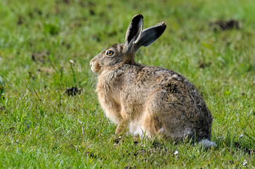Lièvre d’Europe, Lepus europaeus,
