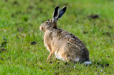 Lièvre d’Europe, Lepus europaeus,