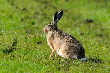 Lièvre d’Europe, Lepus europaeus,