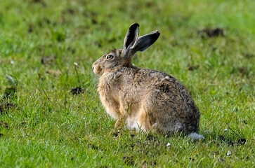 Lièvre d’Europe, Lepus europaeus,