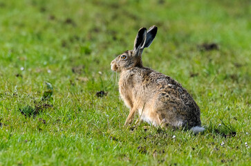 Lièvre d’Europe, Lepus europaeus,
