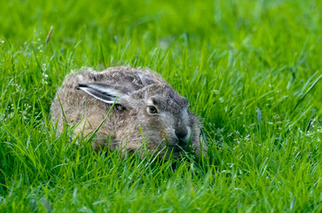 Lièvre d’Europe, Lepus europaeus,