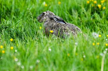 Lièvre d’Europe, Lepus europaeus,
