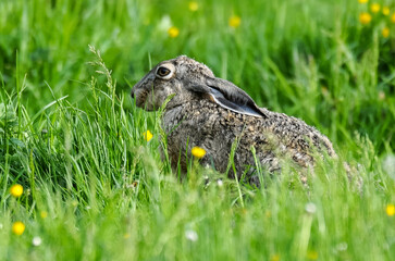 Lièvre d’Europe, Lepus europaeus,