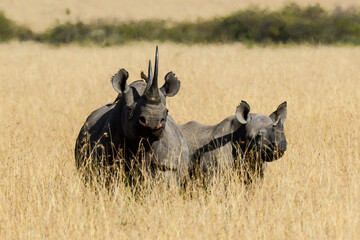 Rhinocéros noir, Diceros biscornis, femelle et jeune, Parc national de Masai Mara, Kenya, Afrique
