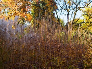 Spodiopogon sibiricus, known as greybeard grass, in beautiful autumn colors. Ornamental grass with golden foliage and seed heads in a fall garden setting, with colorful trees in the background.
