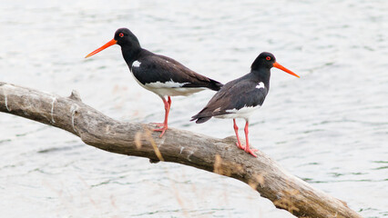 black winged stilt