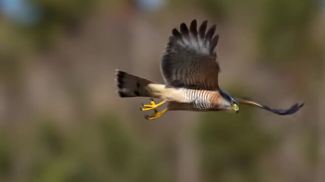 Stunning Photography of a Shikra Hawk in Flight
