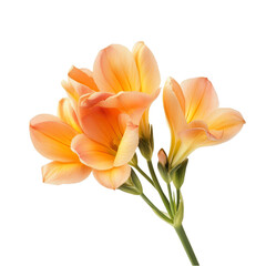 Obraz premium Peach-colored flowers bouquet close-up view botanical beauty isolated on transparent background cutout