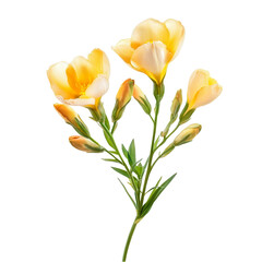 Fototapeta premium Elegant Yellow Freesia Flowers Dark Background isolated on transparent background cutout