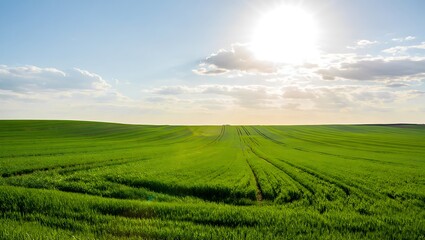 Vibrant Green Field under Bright Sky with Wispy Clouds at Golden Hour Creating a Peaceful Rural Landscape
